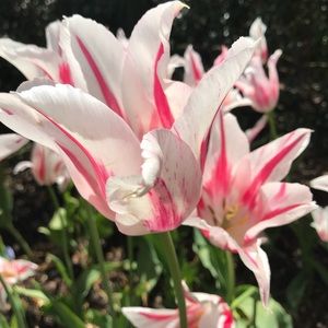 Meet your Posher, Irene